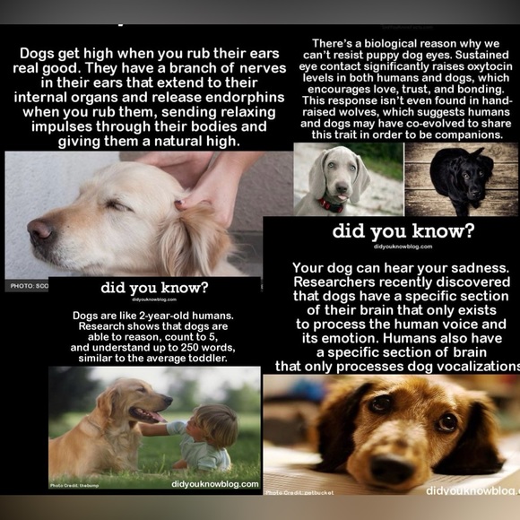 $1 DOG PIN/BROOCH. ENAMEL/METAL. NEW. $1 WITH ANY $10 ORDER OR MORE - Picture 14 of 16